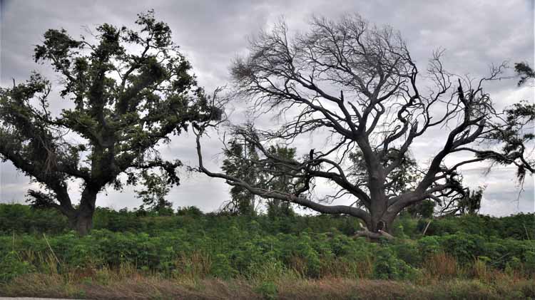 wind-swept tree